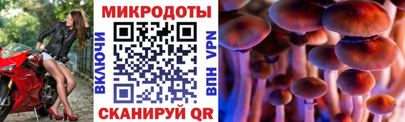 купить сайты Каргат Псилоцибиновые грибы Psilocybine cubensis